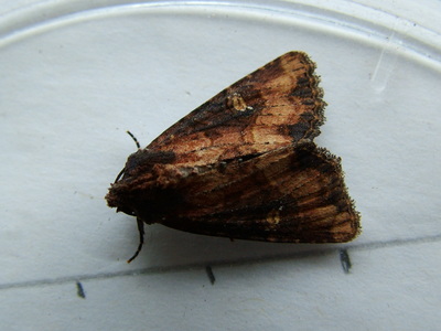 Common Rustic